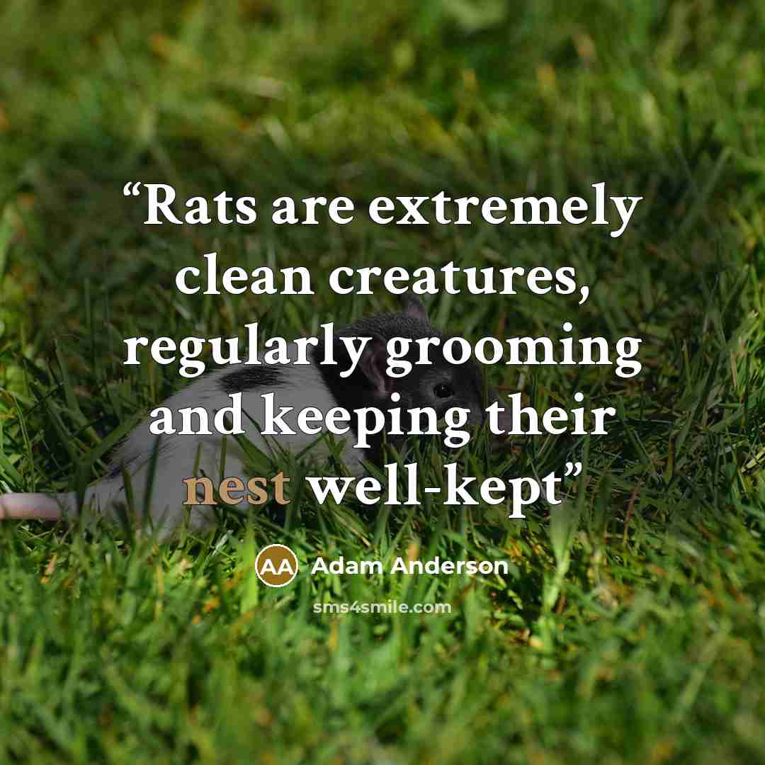 “Rats are extremely clean creatures, regularly grooming and keeping their nest well-kept” quote by Adam Anderson
