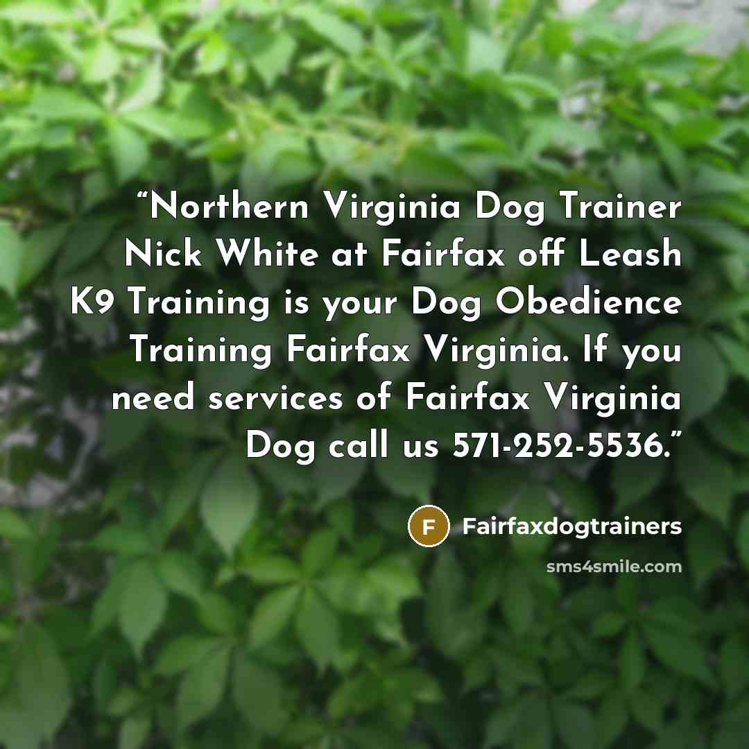 “Northern Virginia Dog Trainer Nick White at Fairfax off Leash K9 Training is your Dog Obedience Training Fairfax Virginia. If you need services of Fairfax Virginia Dog call us 571-252-5536.” quote by Fairfaxdogtrainers