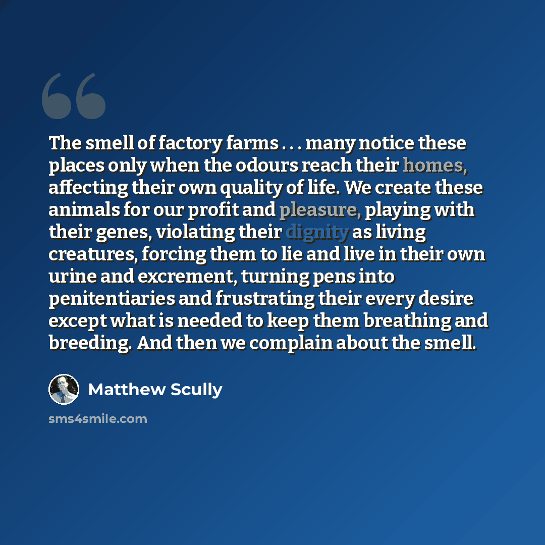“The smell of factory farms . . . many notice these places only when the odours reach their homes, affecting their own quality of life. We create these animals for our profit and pleasure, playing with their genes, violating their dignity as living creatures, forcing them to lie and live in their…” quote by Matthew Scully