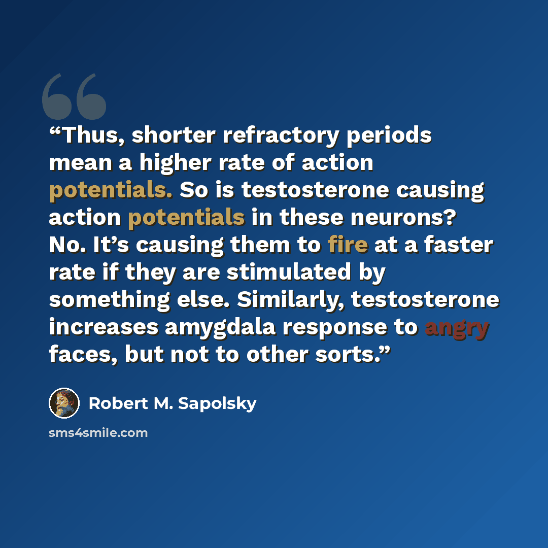 “Thus, shorter refractory periods mean a higher rate of action potentials. So is testosterone causing action potentials in these neurons? No. It’s causing them to fire at a faster rate if they are stimulated by something else. Similarly, testosterone increases amygdala response to angry faces, but…” quote by Robert M. Sapolsky
