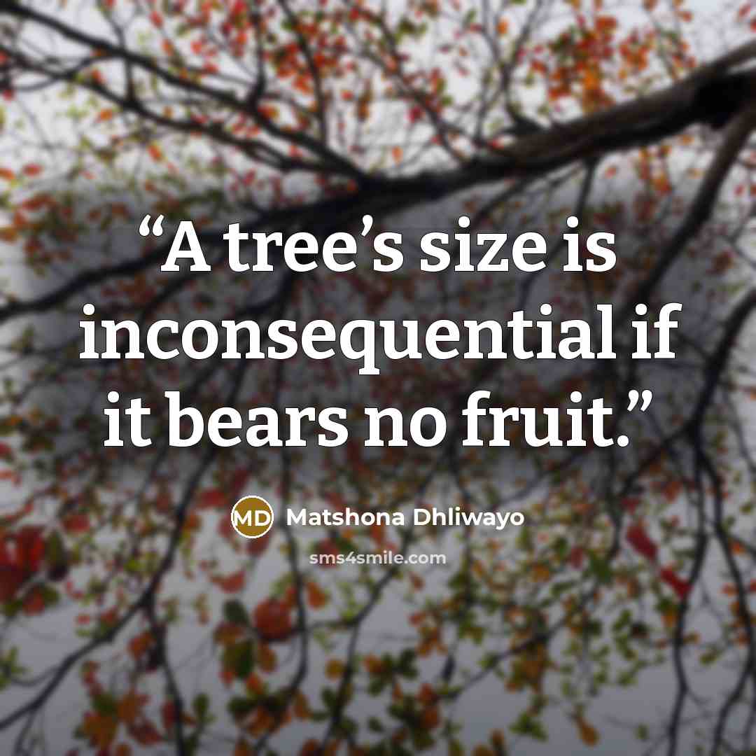 “A tree’s size is inconsequential if it bears no fruit.” quote by Matshona Dhliwayo