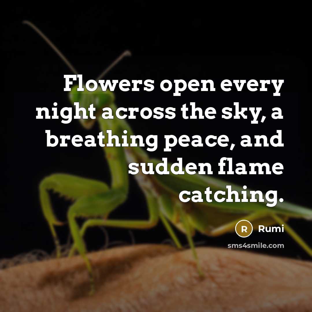 “Flowers open every night across the sky, a breathing peace, and sudden flame catching.” quote by Rumi