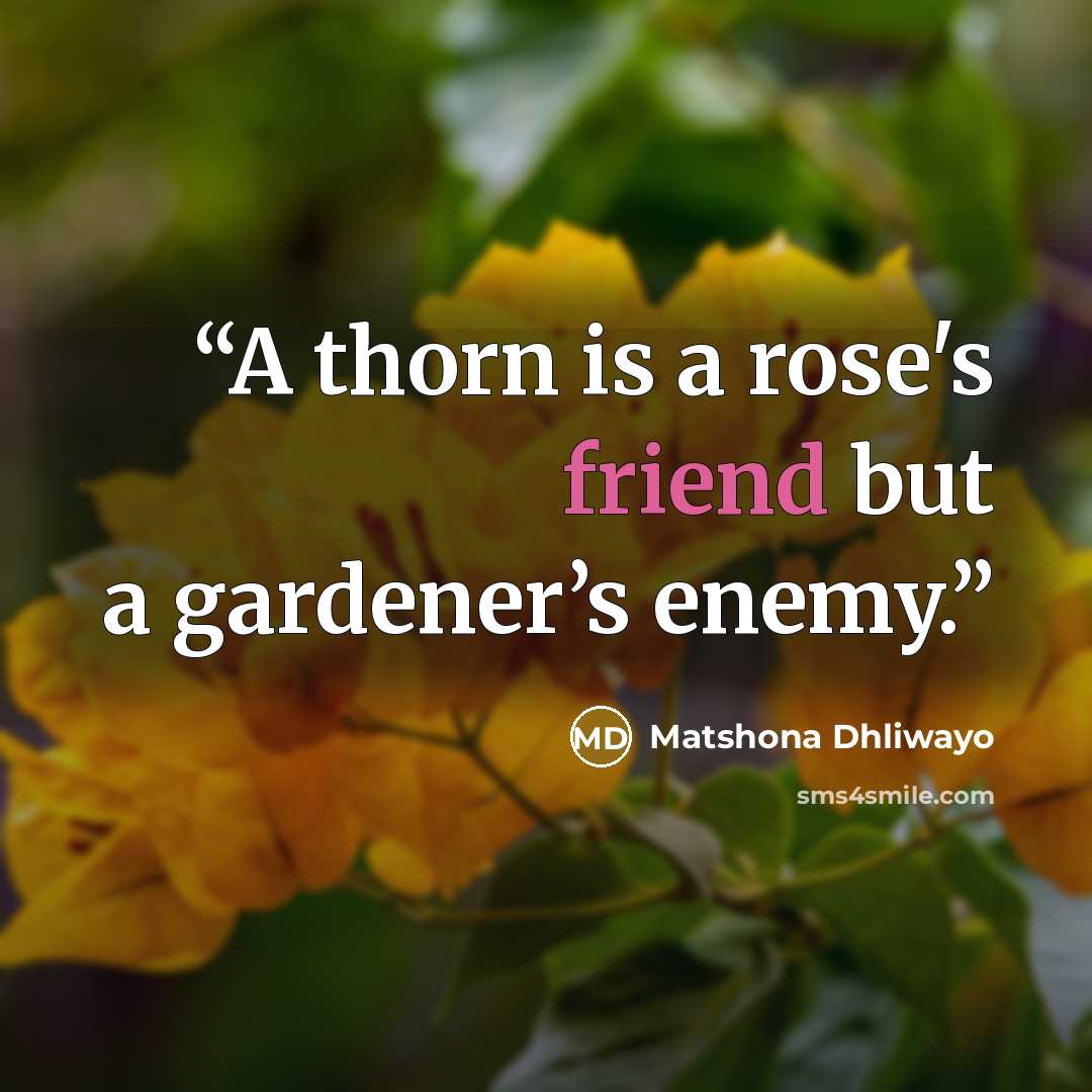 “A thorn is a rose's friend but a gardener’s enemy.” quote by Matshona Dhliwayo