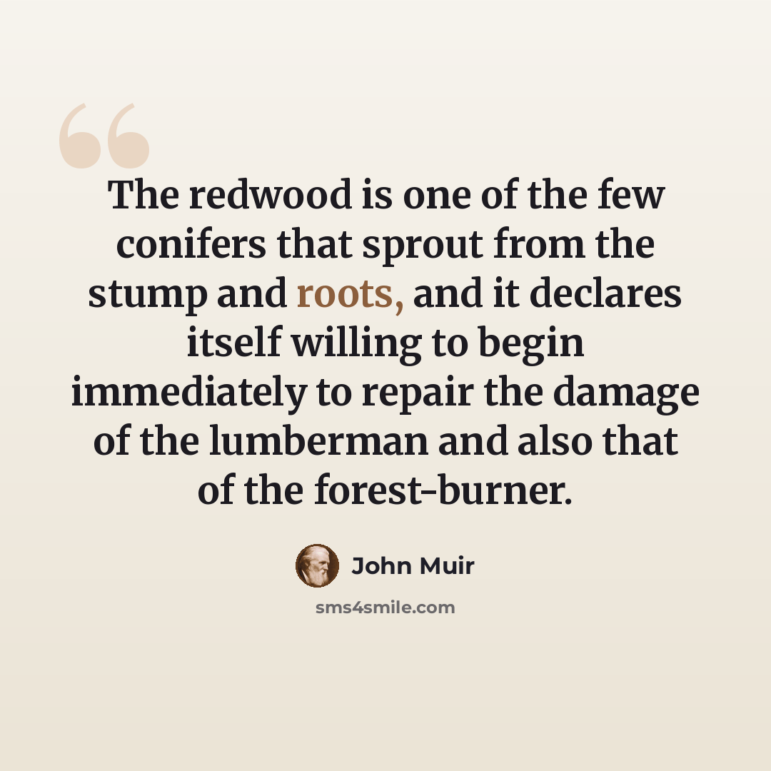 “The redwood is one of the few conifers that sprout from the stump and roots, and it declares itself willing to begin immediately to repair the damage of the lumberman and also that of the forest-burner.” quote by John Muir