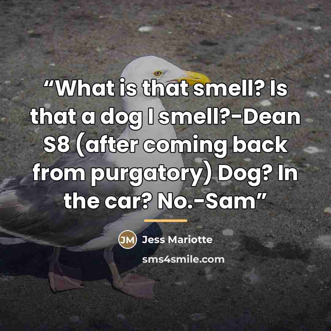 “What is that smell? Is that a dog I smell?-Dean S8 (after coming back from purgatory) Dog? In the car? No.-Sam” quote by Jess Mariotte