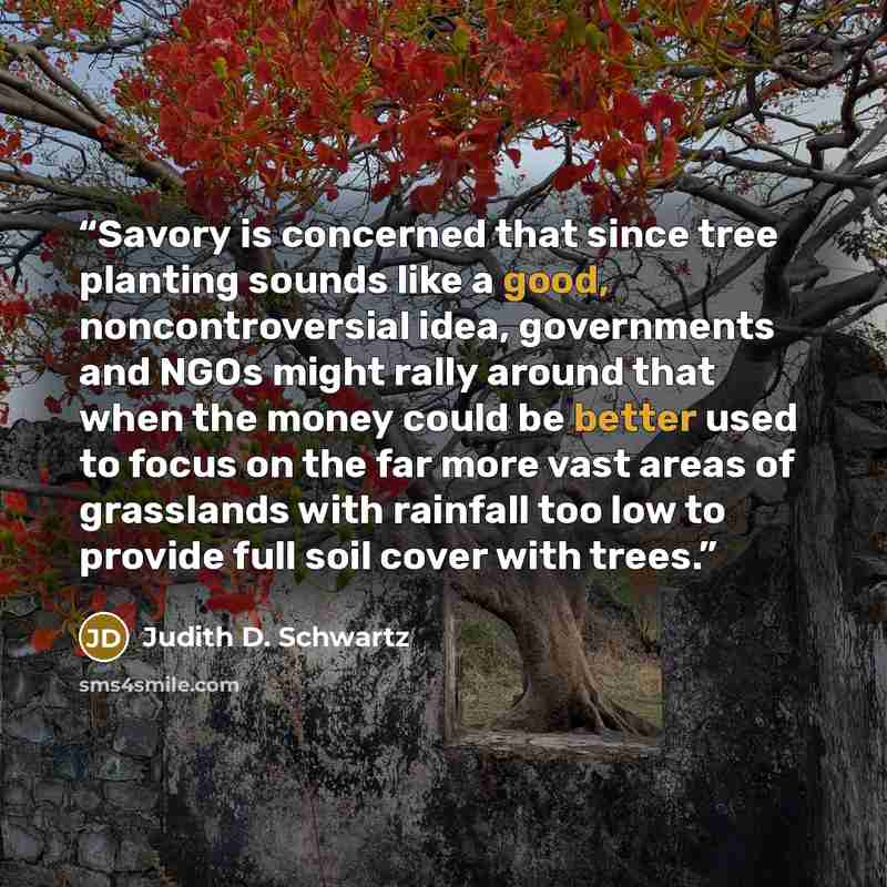 “Savory is concerned that since tree planting sounds like a good, noncontroversial idea, governments and NGOs might rally around that when the money could be better used to focus on the far more vast areas of grasslands with rainfall too low to provide full soil cover with trees.” quote by Judith D. Schwartz