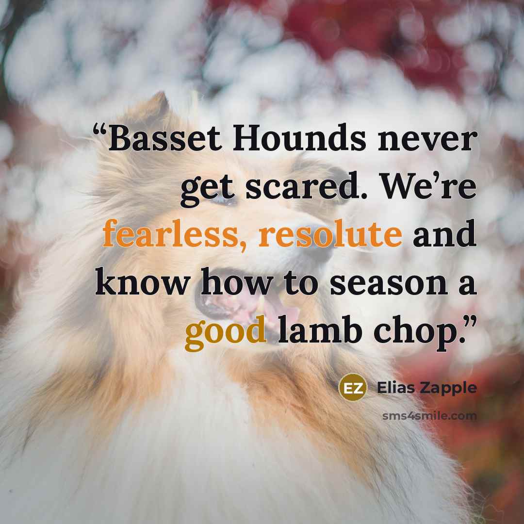 “Basset Hounds never get scared. We’re fearless, resolute and know how to season a good lamb chop.” quote by Elias Zapple