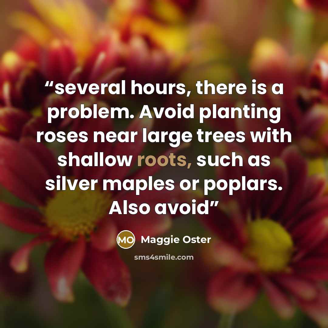 “several hours, there is a problem. Avoid planting roses near large trees with shallow roots, such as silver maples or poplars. Also avoid” quote by Maggie Oster