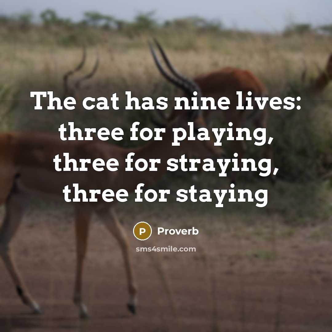 “The cat has nine lives: three for playing, three for straying, three for staying” quote by Proverb