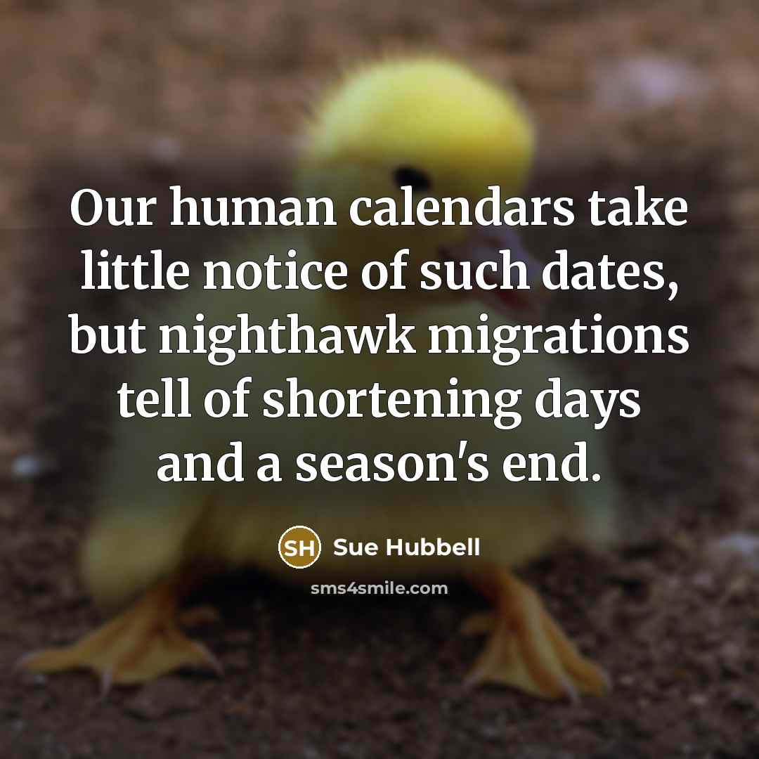 “Our human calendars take little notice of such dates, but nighthawk migrations tell of shortening days and a season's end.” quote by Sue Hubbell