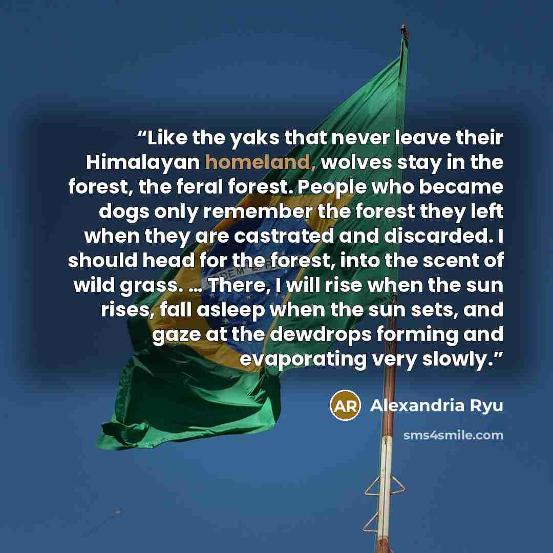 “Like the yaks that never leave their Himalayan homeland, wolves stay in the forest, the feral forest. People who became dogs only remember the forest they left when they are castrated and discarded. I should head for the forest, into the scent of wild grass. … There, I will rise when the sun…” quote by Alexandria Ryu