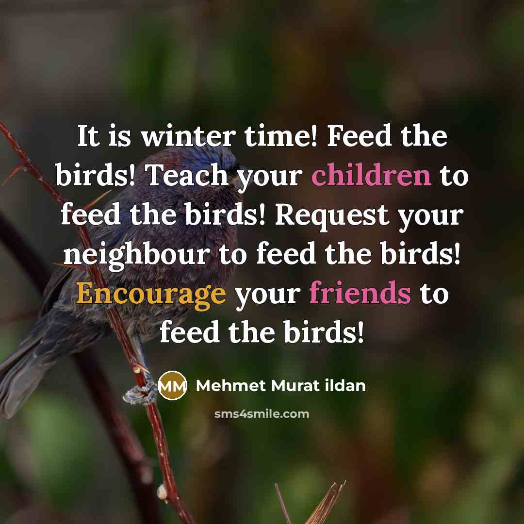 “It is winter time! Feed the birds! Teach your children to feed the birds! Request your neighbour to feed the birds! Encourage your friends to feed the birds!” quote by Mehmet Murat Ildan