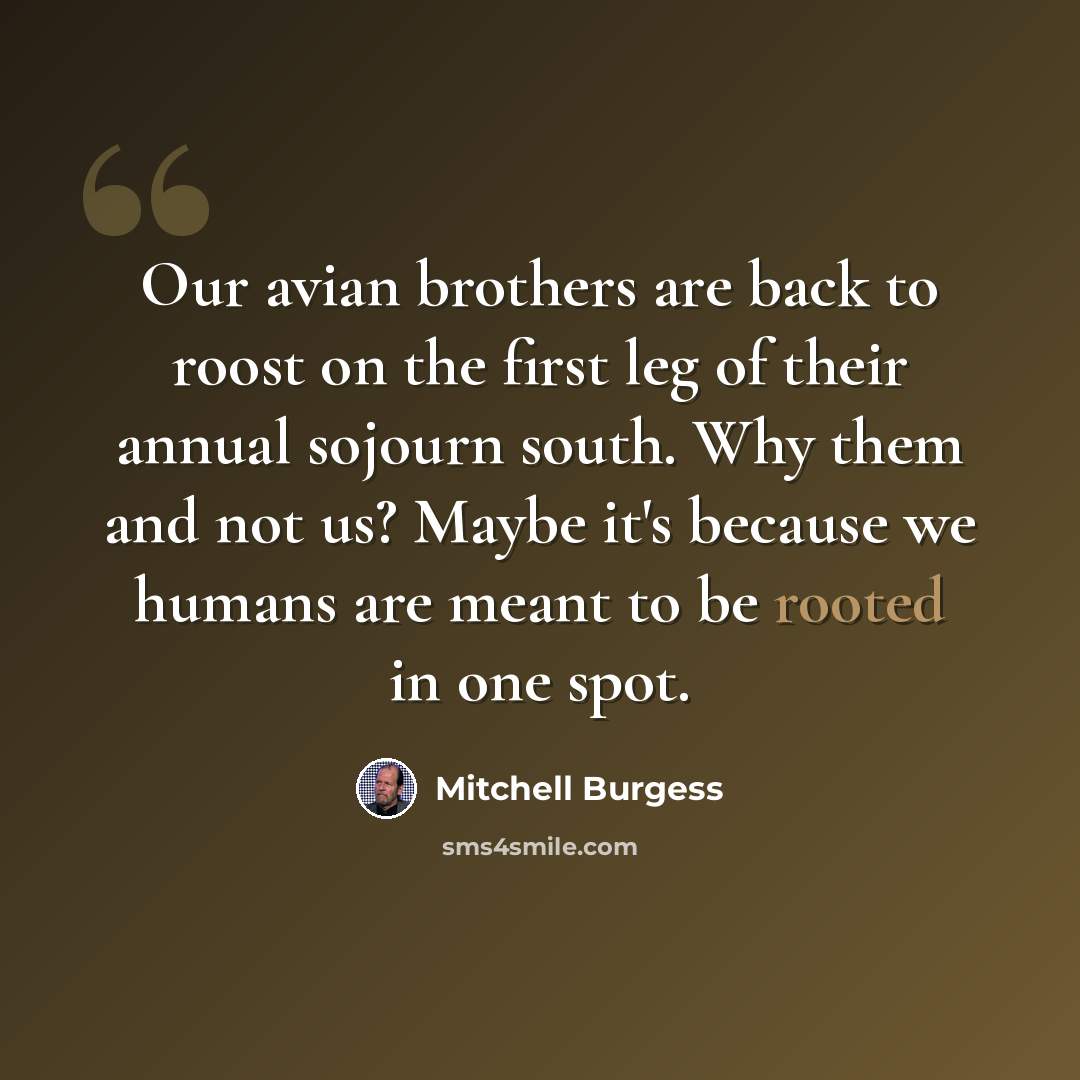 “Our avian brothers are back to roost on the first leg of their annual sojourn south. Why them and not us? Maybe it's because we humans are meant to be rooted in one spot.” quote by Mitchell Burgess
