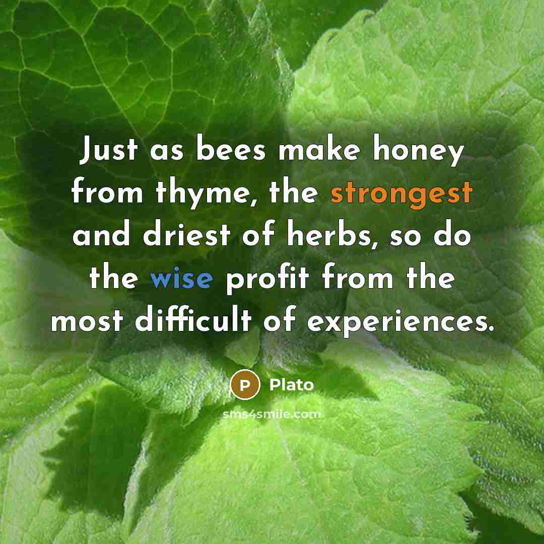 “Just as bees make honey from thyme, the strongest and driest of herbs, so do the wise profit from the most difficult of experiences.” quote by Plato