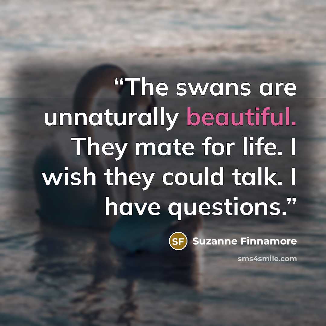 “The swans are unnaturally beautiful. They mate for life. I wish they could talk. I have questions.” quote by Suzanne Finnamore