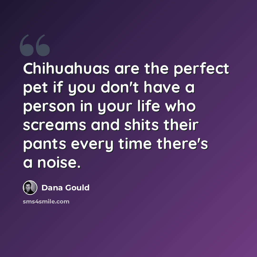 “Chihuahuas are the perfect pet if you don't have a person in your life who screams and shits their pants every time there's a noise.” quote by Dana Gould
