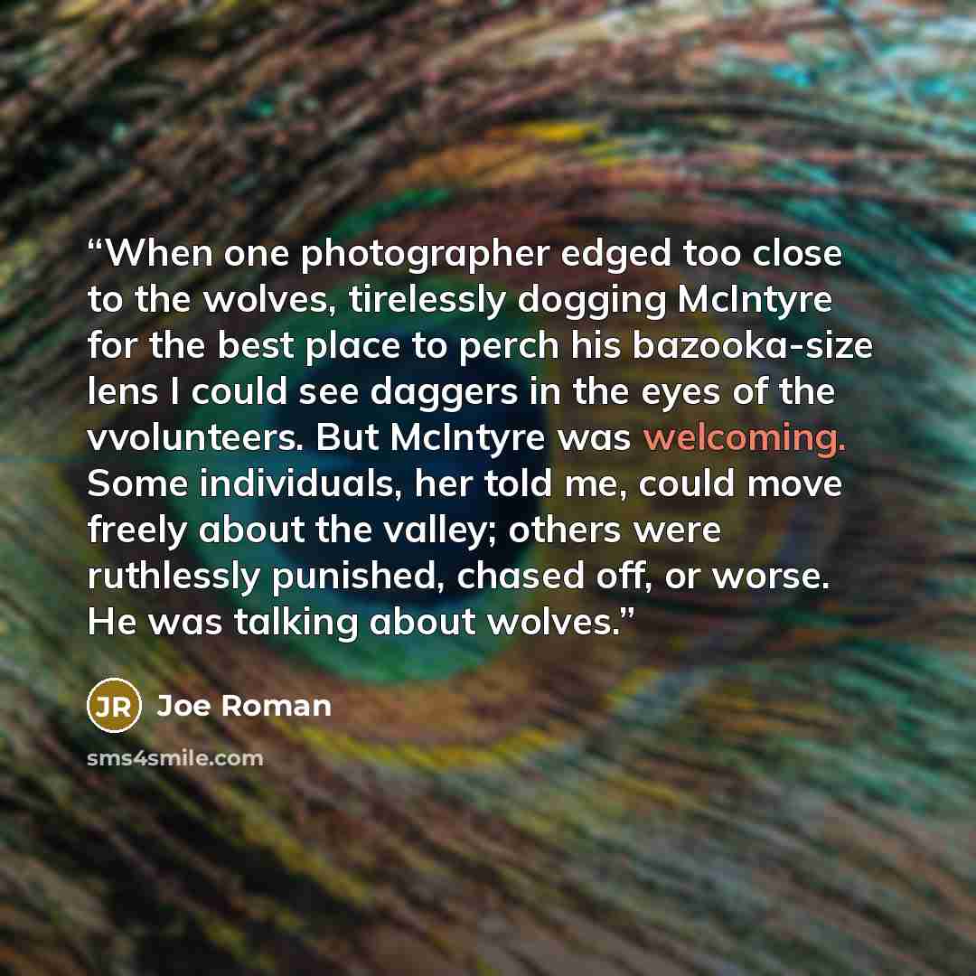 “When one photographer edged too close to the wolves, tirelessly dogging McIntyre for the best place to perch his bazooka-size lens I could see daggers in the eyes of the vvolunteers. But McIntyre was welcoming. Some individuals, her told me, could move freely about the valley; others were…” quote by Joe Roman