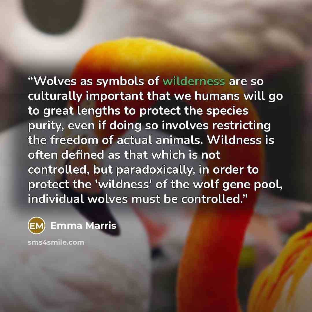 “Wolves as symbols of wilderness are so culturally important that we humans will go to great lengths to protect the species purity, even if doing so involves restricting the freedom of actual animals. Wildness is often defined as that which is not controlled, but paradoxically, in order to protect…” quote by Emma Marris