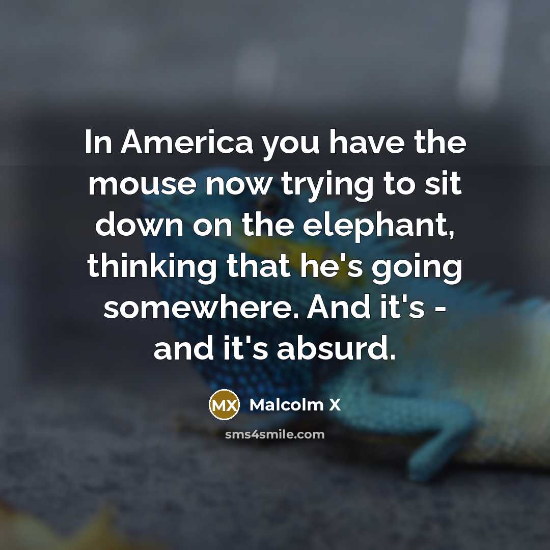 “In America you have the mouse now trying to sit down on the elephant, thinking that he's going somewhere. And it's - and it's absurd.” quote by Malcolm X