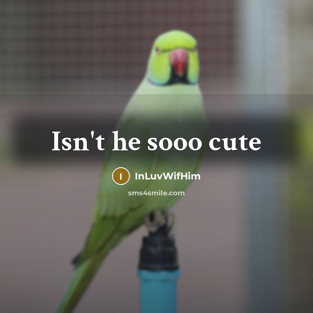“Isn't he sooo cute” quote by InLuvWifHim