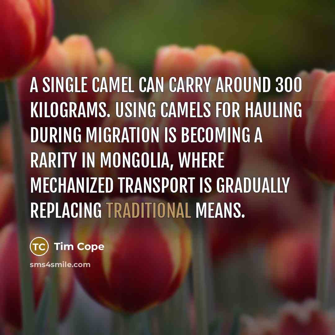 “A single camel can carry around 300 kilograms. Using camels for hauling during migration is becoming a rarity in Mongolia, where mechanized transport is gradually replacing traditional means.” quote by Tim Cope