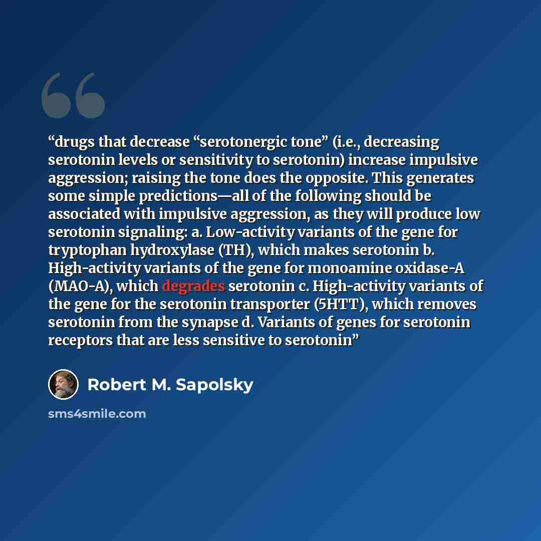 “drugs that decrease “serotonergic tone” (i.e., decreasing serotonin levels or sensitivity to serotonin) increase impulsive aggression; raising the tone does the opposite. This generates some simple predictions—all of the following should be associated with impulsive aggression, as they will…” quote by Robert M. Sapolsky