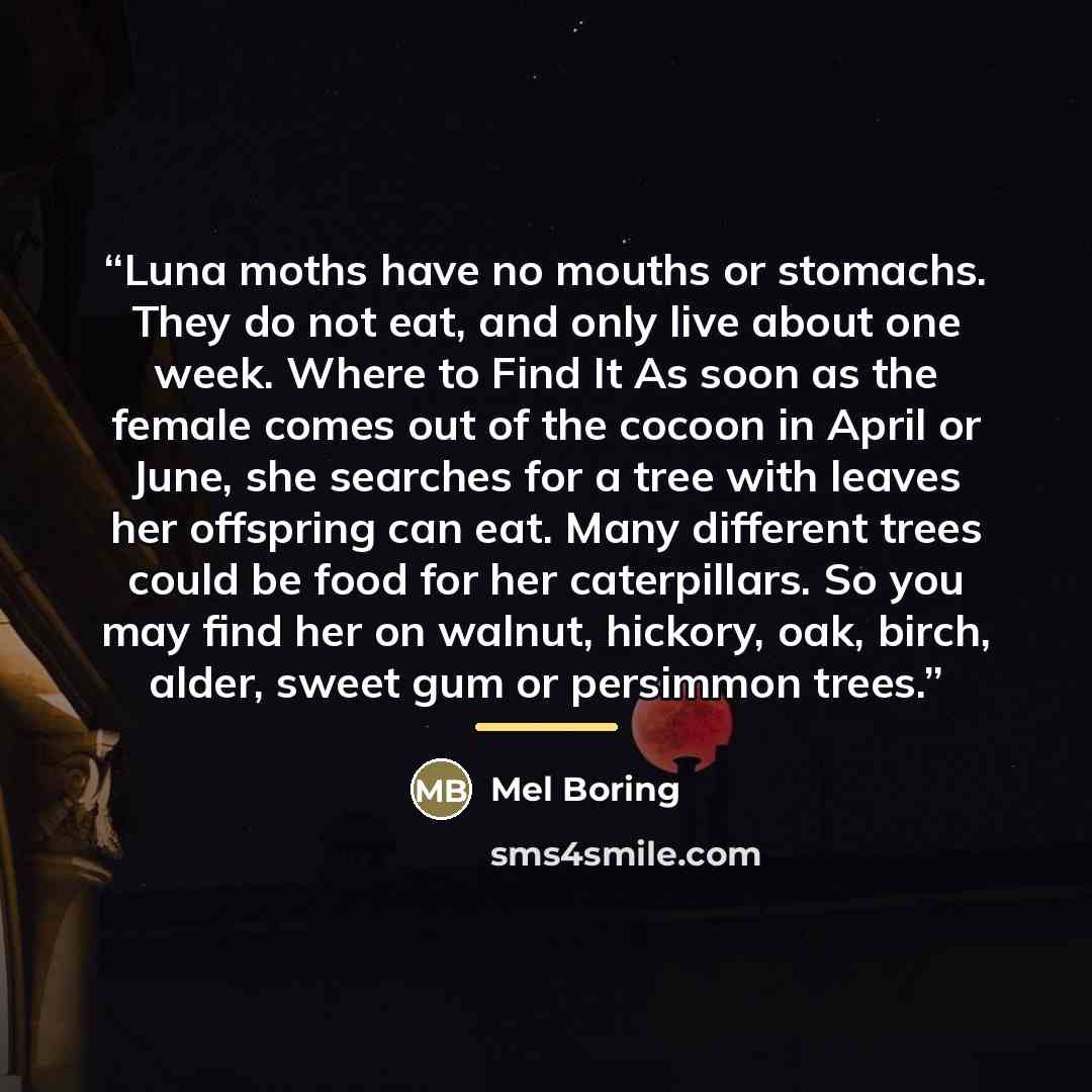 “Luna moths have no mouths or stomachs. They do not eat, and only live about one week. Where to Find It As soon as the female comes out of the cocoon in April or June, she searches for a tree with leaves her offspring can eat. Many different trees could be food for her caterpillars. So you may find…” quote by Mel Boring