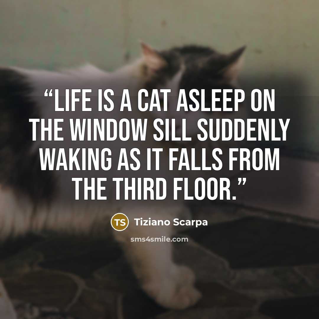 “Life is a cat asleep on the window sill suddenly waking as it falls from the third floor.” quote by Tiziano Scarpa