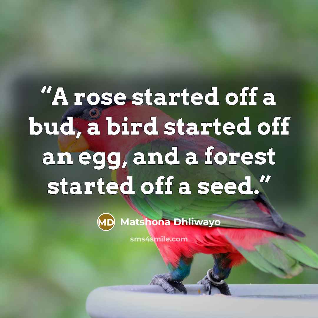 “A rose started off a bud, a bird started off an egg, and a forest started off a seed.” quote by Matshona Dhliwayo