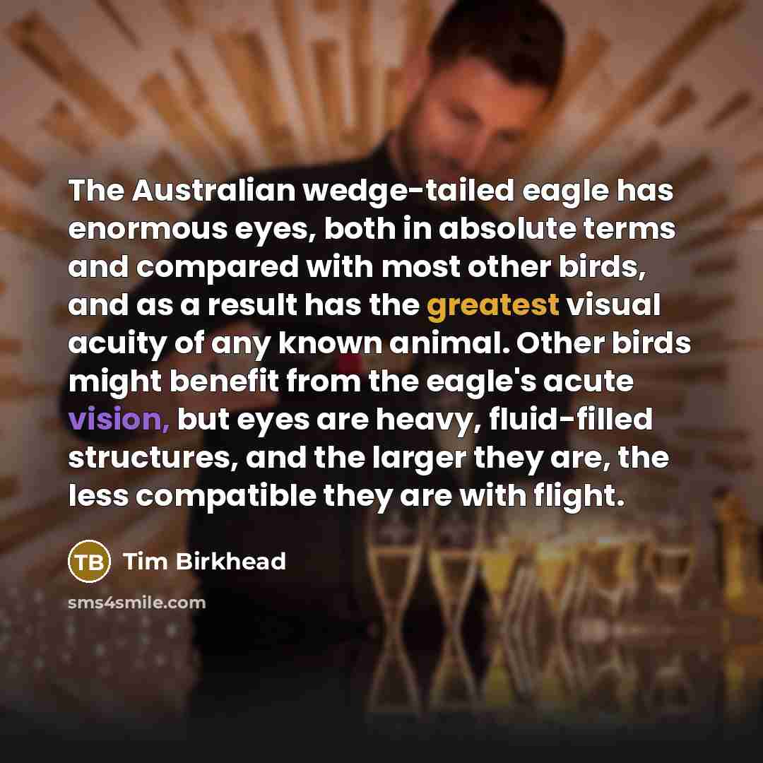 “The Australian wedge-tailed eagle has enormous eyes, both in absolute terms and compared with most other birds, and as a result has the greatest visual acuity of any known animal. Other birds might benefit from the eagle's acute vision, but eyes are heavy, fluid-filled structures, and the larger…” quote by Tim Birkhead