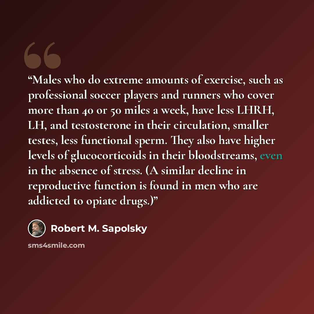 “Males who do extreme amounts of exercise, such as professional soccer players and runners who cover more than 40 or 50 miles a week, have less LHRH, LH, and testosterone in their circulation, smaller testes, less functional sperm. They also have higher levels of glucocorticoids in their…” quote by Robert M. Sapolsky
