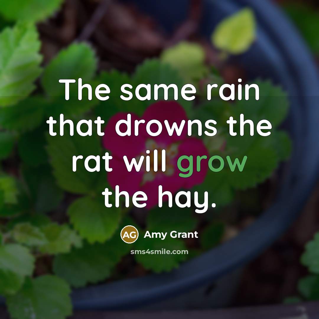 “The same rain that drowns the rat will grow the hay.” quote by Amy Grant