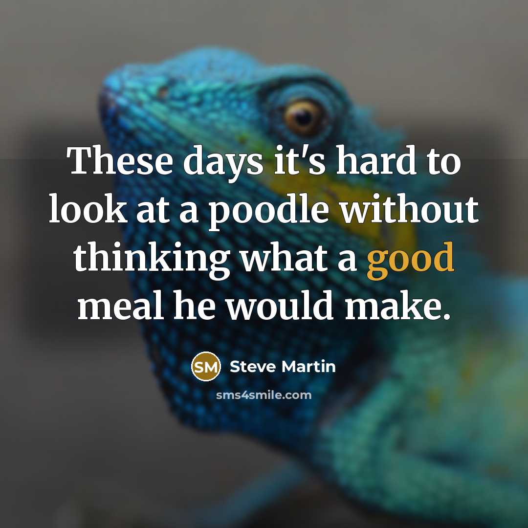 “These days it's hard to look at a poodle without thinking what a good meal he would make.” quote by Steve Martin