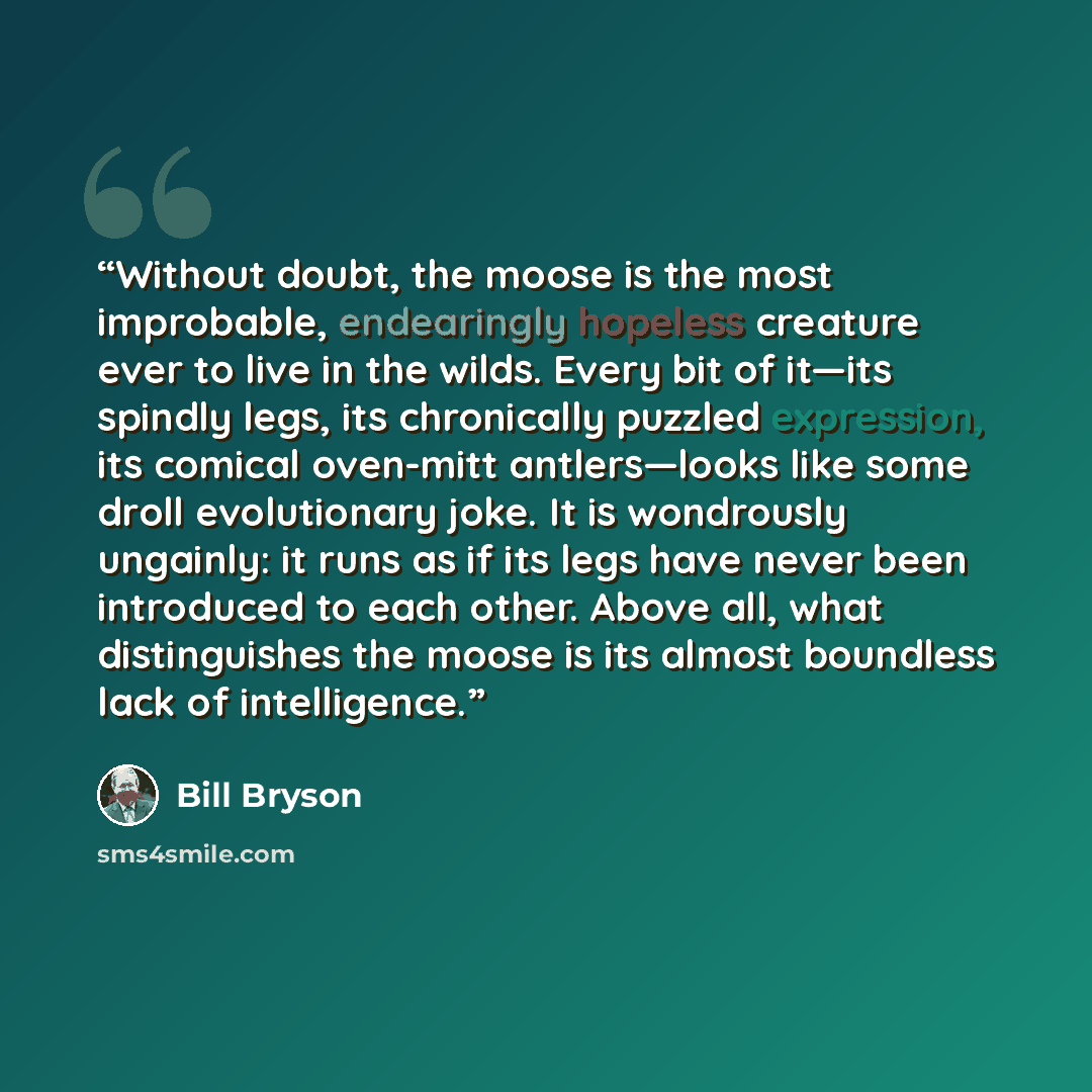 “Without doubt, the moose is the most improbable, endearingly hopeless creature ever to live in the wilds. Every bit of it—its spindly legs, its chronically puzzled expression, its comical oven-mitt antlers—looks like some droll evolutionary joke. It is wondrously ungainly: it runs as if its legs…” quote by Bill Bryson