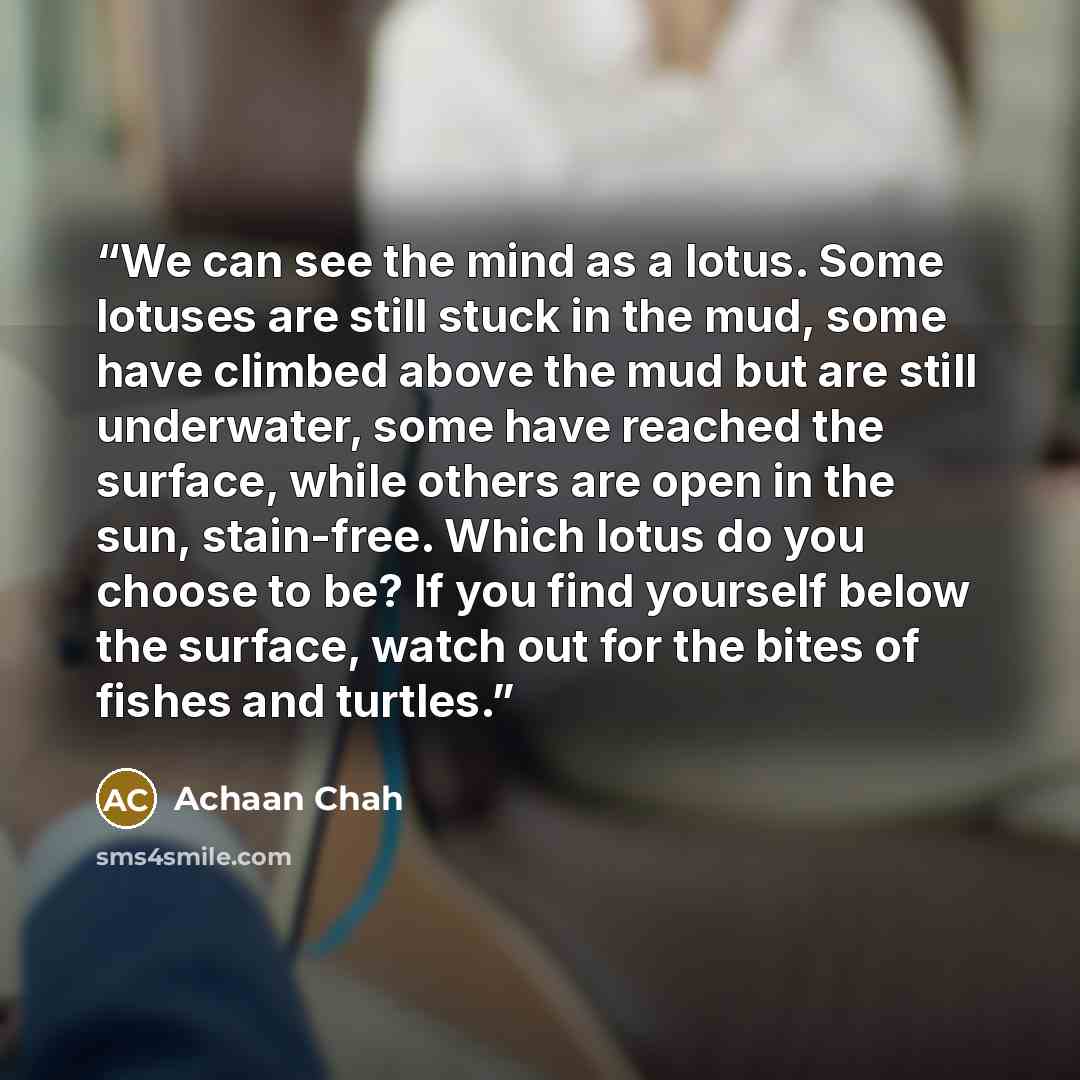 “We can see the mind as a lotus. Some lotuses are still stuck in the mud, some have climbed above the mud but are still underwater, some have reached the surface, while others are open in the sun, stain-free. Which lotus do you choose to be? If you find yourself below the surface, watch out for the…” quote by Achaan Chah
