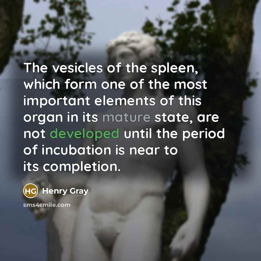 “The vesicles of the spleen, which form one of the most important elements of this organ in its mature state, are not developed until the period of incubation is near to its completion.” quote by Henry Gray