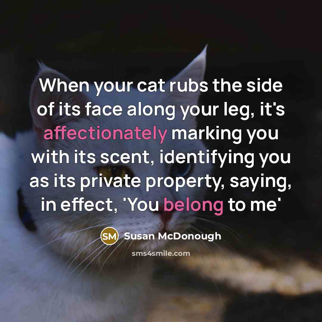 “When your cat rubs the side of its face along your leg, it's affectionately marking you with its scent, identifying you as its private property, saying, in effect, 'You belong to me'” quote by Susan McDonough