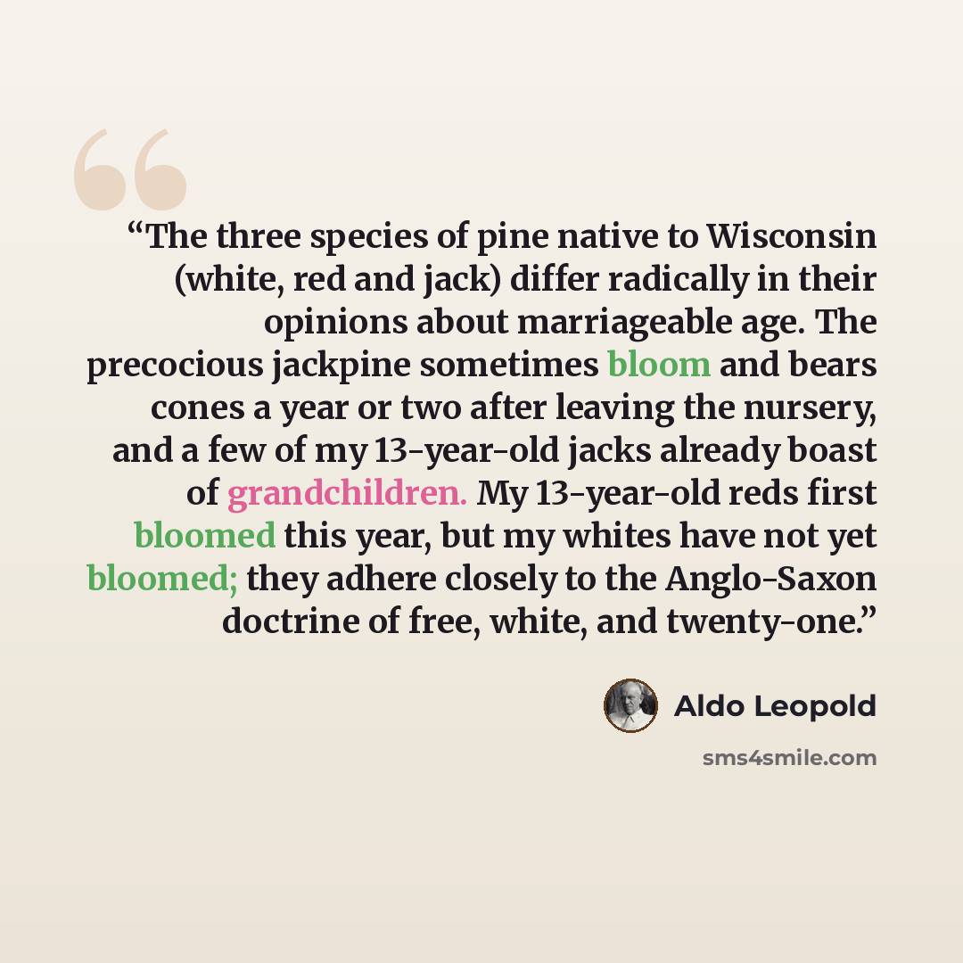 “The three species of pine native to Wisconsin (white, red and jack) differ radically in their opinions about marriageable age. The precocious jackpine sometimes bloom and bears cones a year or two after leaving the nursery, and a few of my 13-year-old jacks already boast of grandchildren. My…” quote by Aldo Leopold