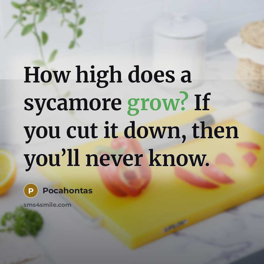 “How high does a sycamore grow? If you cut it down, then you’ll never know.” quote by Pocahontas