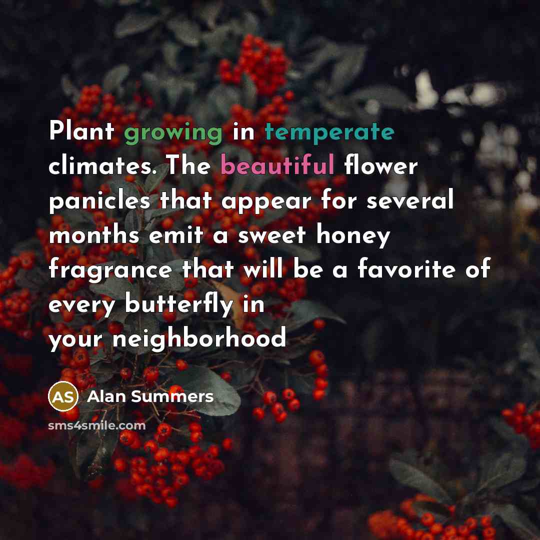 “Plant growing in temperate climates. The beautiful flower panicles that appear for several months emit a sweet honey fragrance that will be a favorite of every butterfly in your neighborhood” quote by Alan Summers