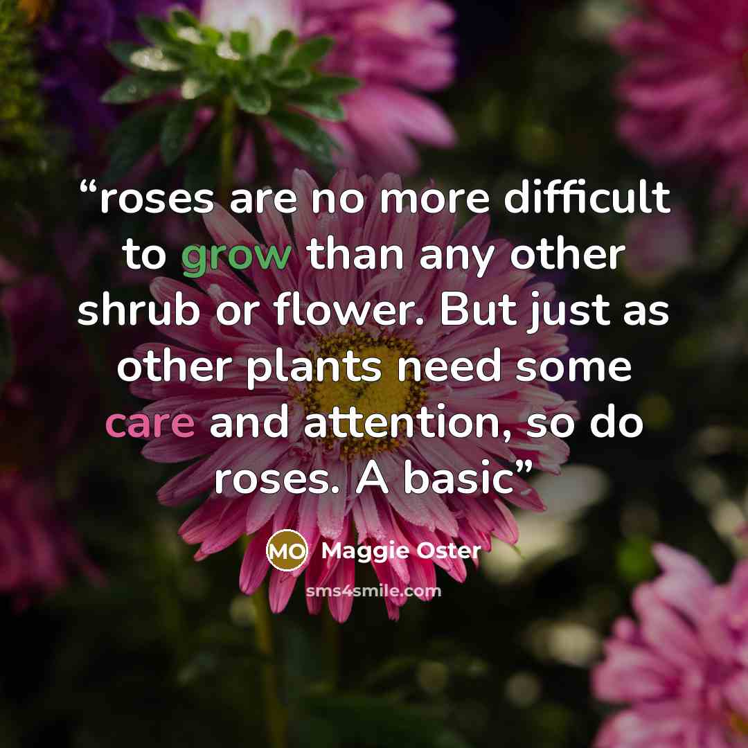 “roses are no more difficult to grow than any other shrub or flower. But just as other plants need some care and attention, so do roses. A basic” quote by Maggie Oster