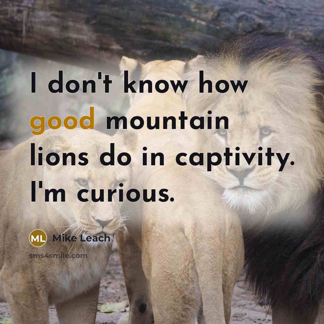“I don't know how good mountain lions do in captivity. I'm curious.” quote by Mike Leach
