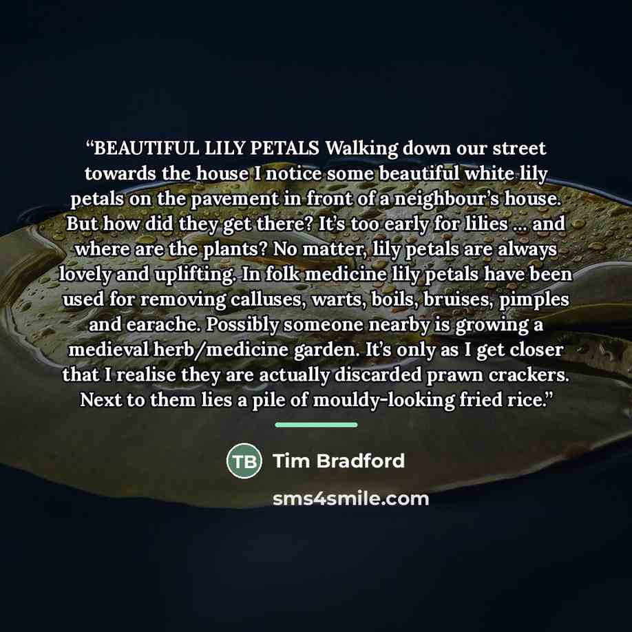 “BEAUTIFUL LILY PETALS Walking down our street towards the house I notice some beautiful white lily petals on the pavement in front of a neighbour’s house. But how did they get there? It’s too early for lilies … and where are the plants? No matter, lily petals are always lovely and uplifting. In…” quote by Tim Bradford