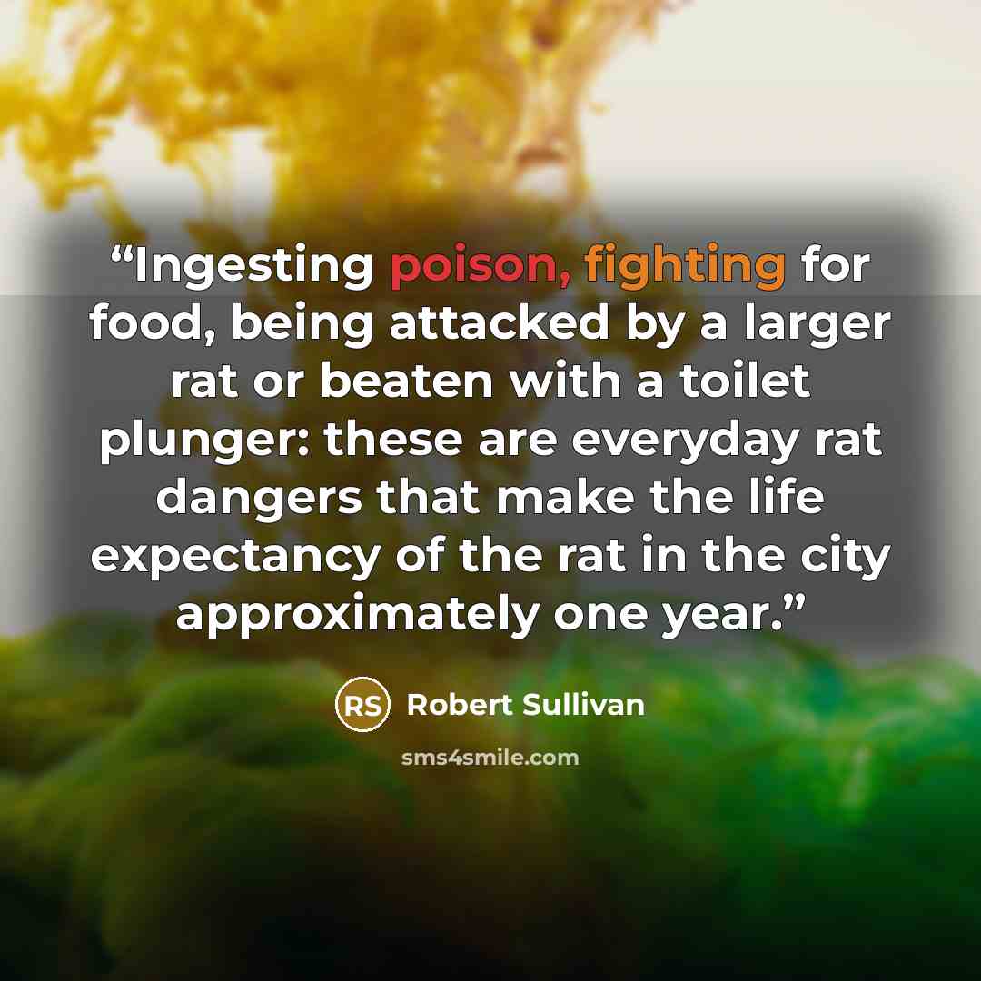“Ingesting poison, fighting for food, being attacked by a larger rat or beaten with a toilet plunger: these are everyday rat dangers that make the life expectancy of the rat in the city approximately one year.” quote by Robert Sullivan