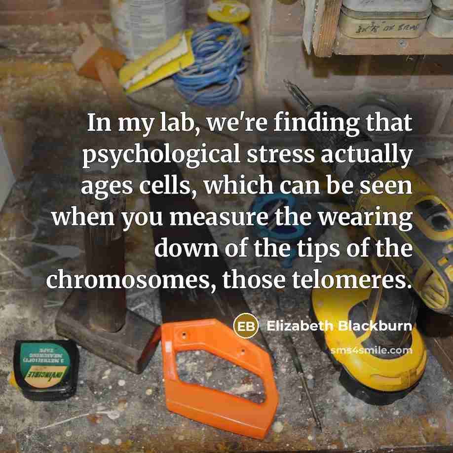 “In my lab, we're finding that psychological stress actually ages cells, which can be seen when you measure the wearing down of the tips of the chromosomes, those telomeres.” quote by Elizabeth Blackburn