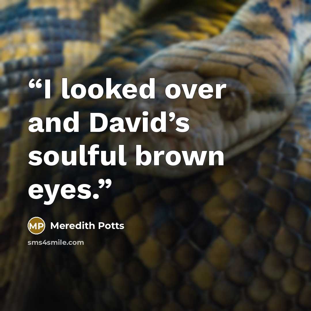 “I looked over and David’s soulful brown eyes.” quote by Meredith Potts