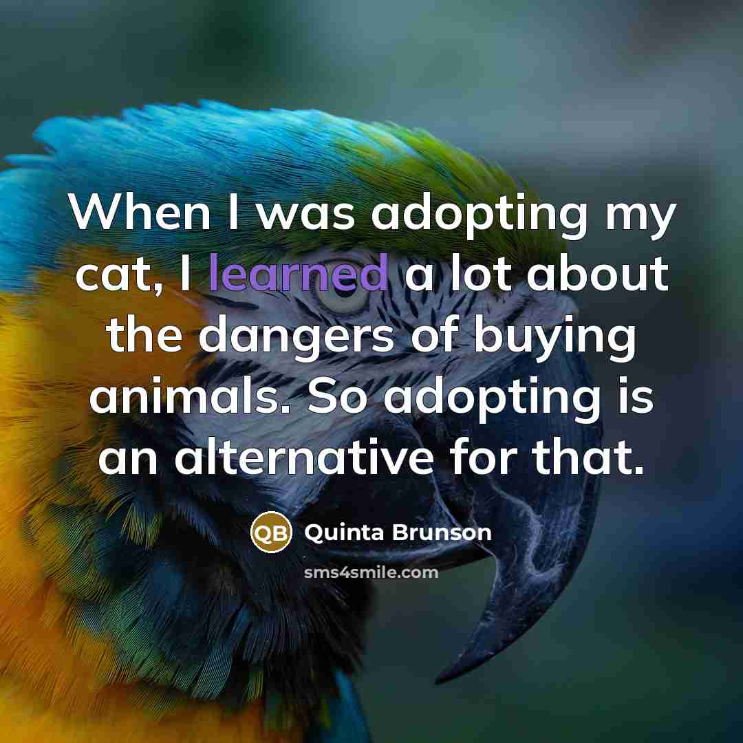 “When I was adopting my cat, I learned a lot about the dangers of buying animals. So adopting is an alternative for that.” quote by Quinta Brunson
