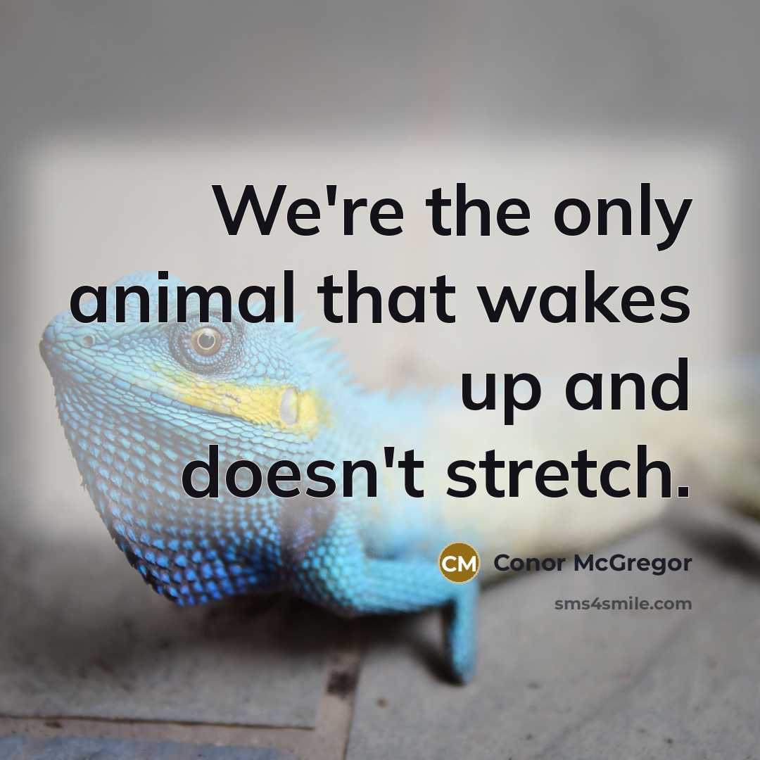 “We're the only animal that wakes up and doesn't stretch.” quote by Conor McGregor