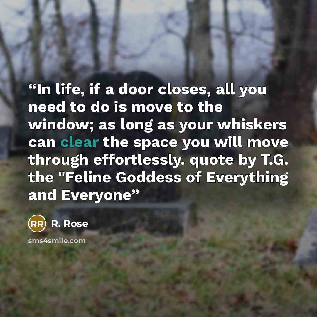 “In life, if a door closes, all you need to do is move to the window; as long as your whiskers can clear the space you will move through effortlessly. quote by T.G. the "Feline Goddess of Everything and Everyone” quote by R. Rose