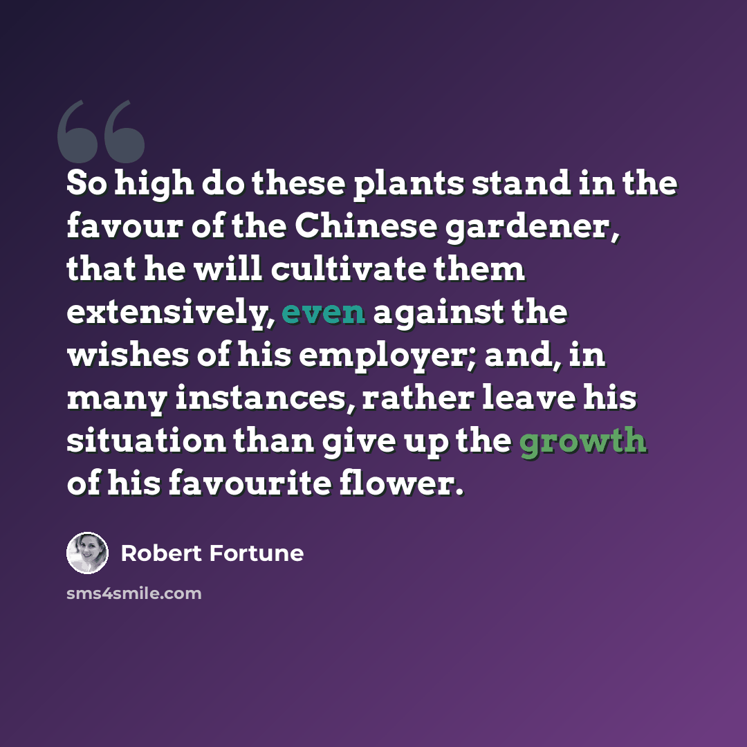 “So high do these plants stand in the favour of the Chinese gardener, that he will cultivate them extensively, even against the wishes of his employer; and, in many instances, rather leave his situation than give up the growth of his favourite flower.” quote by Robert Fortune